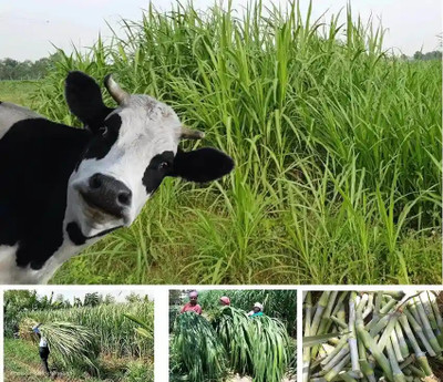 DEYS AGRO ™ cow grass seeds,hybrid sorghum sudan grass seeds Seed(4100 per packet)