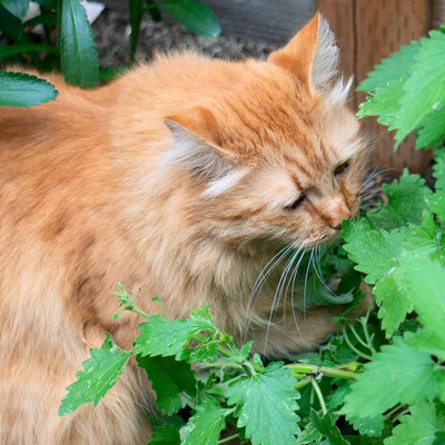 Qualtivate VVI-47 Catnip Seeds Nepeta Cataria Seed(1000 per packet)