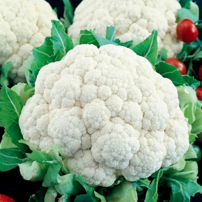 Quentova CAULIFLOWER SEEDS SNOWBALL-8H-XII Seed(300 per packet)