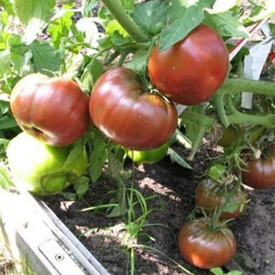 CYBEXIS Home Garden Farm Decor - Tomato Seeds2000 Seeds Seed(2000 per packet)