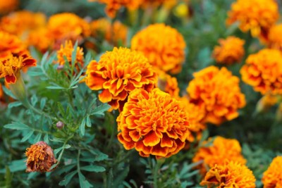 Vietrian marigold/gende ka phool flower seeds Seed(50 per packet)