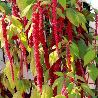Epazo Amaranthus Seed(12 per packet)