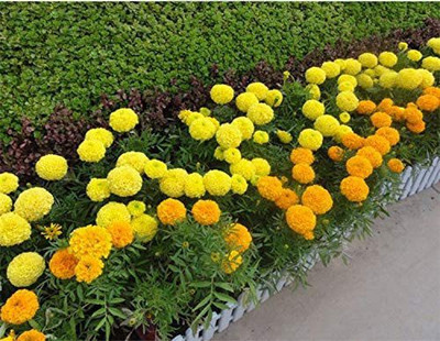 CYBEXIS LXI-56 - African Marigold Orange Flame - (750 Seeds) Seed(750 per packet)