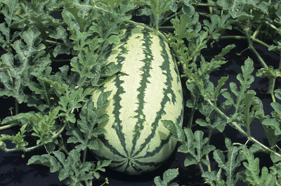 Qualtivate DXL-2AT Water Melon Green Round Seed(100 per packet)