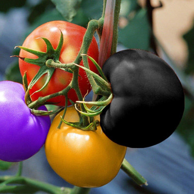 ActrovaX Colored Tomato Seed Pack [2000 Seeds] Seed(2000 per packet)