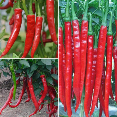 Biosnyg Disease-Resistant Long Hot Pepper Seeds For Gardening-(2000 Seeds) Seed(2000 per packet)