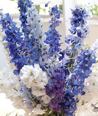 CYBEXIS Delphinium, Fordhook Cottage Garden Mix400 Seeds Seed(400 per packet)