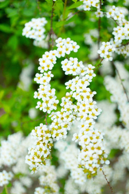 Plantzone gypsophila flower Seed(100 per packet)