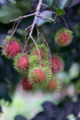 MAA LITCHI,LICHEE,LYCHEE Seed(10 per packet)
