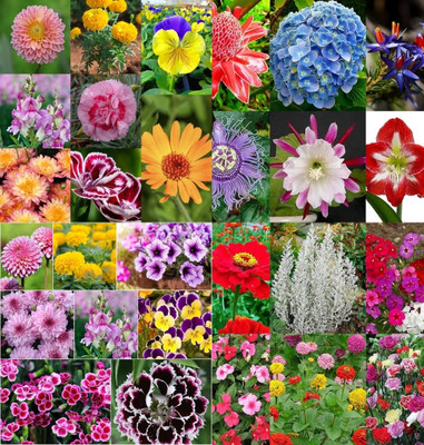 ibains Flowers seeds combo biij 224 Seed(224 per packet)
