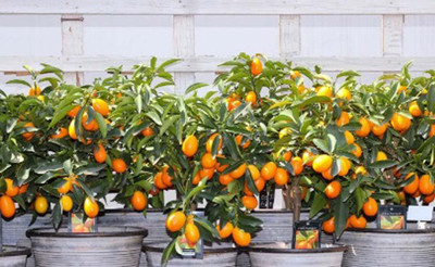 Aywal Orange Fruit Hybrid Seed(5 per packet)