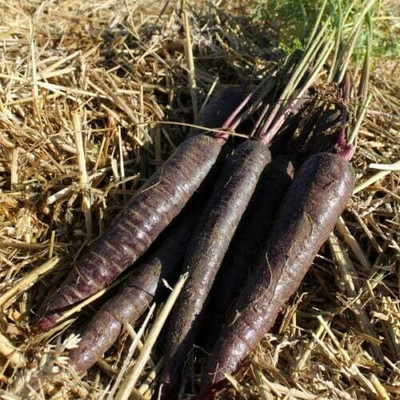 CRGO GAAJAR, CARROT Seed(100 per packet)