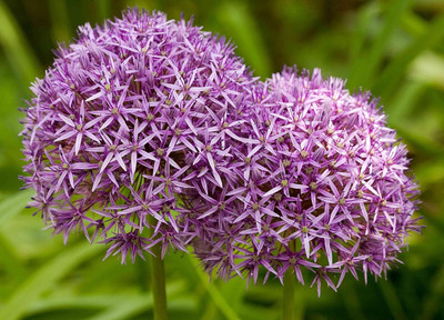 Qualtivate PUA-8A Huge Hardy Ornamental Onion Seeds Seed(500 per packet)