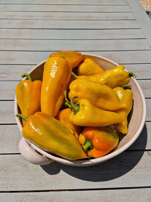 KNESSiN Easy to Grow Elephant Ear Chilli Seeds For Kitchen Gardening-(300 Seeds) Seed(300 per packet)