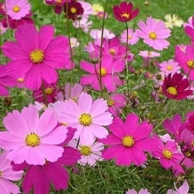 XOLDA Exotic comos Seed(49 per packet)