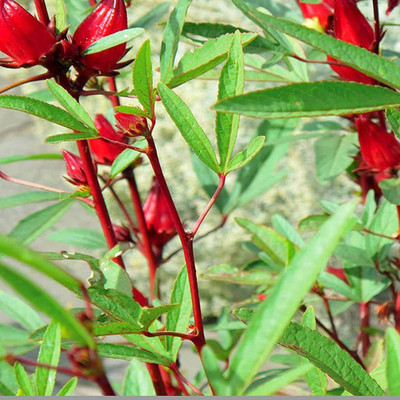 VibeX ® VMR-628 Gongura/Sorrel(Pulicha Keerai) Seed(500 per packet)
