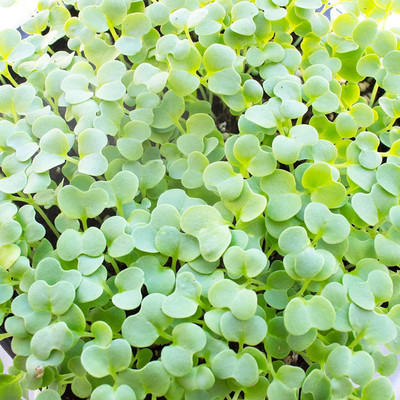 VibeX Green Mustard Seed(2250 per packet)