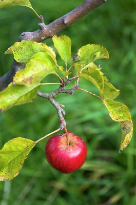 KANAYA Apple Fruit Hybrid Seed(5 per packet)