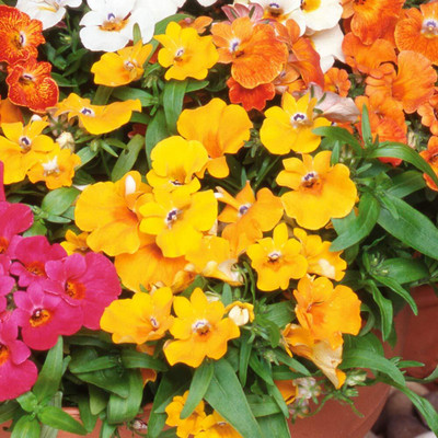 LPR NEMESIA Seed(40 per packet)