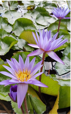 Qualtivate RES-9A Water Lily/Lotus Seeds Seed(25 per packet)