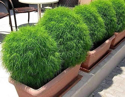 kranti farms kochia Seed(30 per packet)