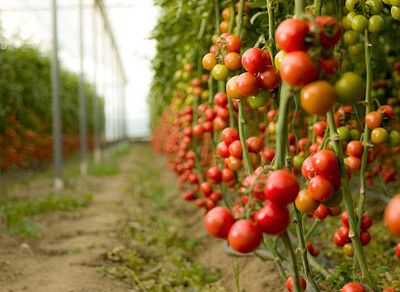 Marwal Creation tomato Seed(30 per packet)