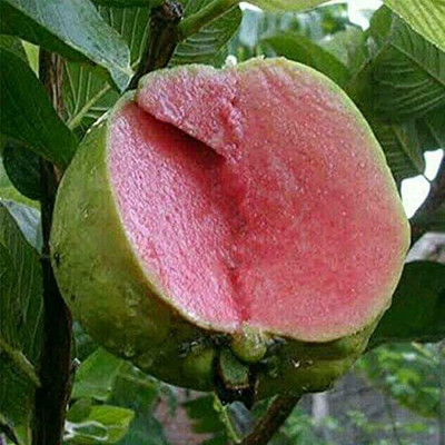 Aywal Taiwan Guava Hybrid Seed(120 per packet)