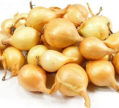 VibeX ® RXI-235 Yellow Onion Sweet Seed(1000 per packet)