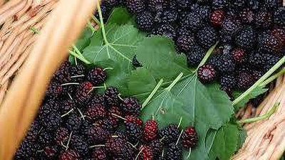 Oliver mulberry(shahatoot) Seed(23 per packet)