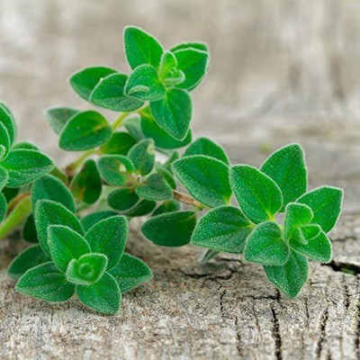 CYBEXIS GBPUT-27 - Oregano Common Italian - (1350 Seeds) Seed(1350 per packet)