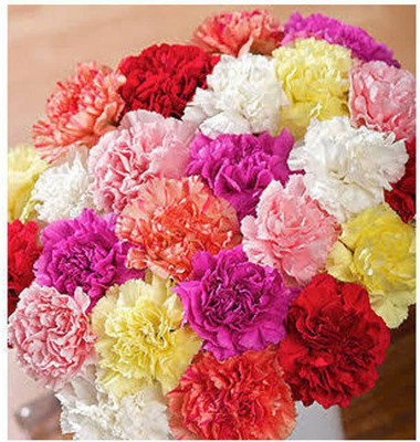 Lorvox Carnation Flower Mixed Colour F1 Hybrid Seed(50 per packet)