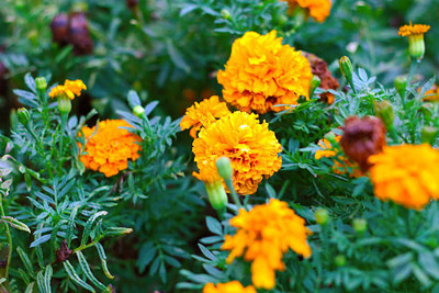 AGRYSO marigold/gende ka phool flower seeds Seed(50 per packet)
