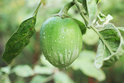VibeX PUAS-77 - Brinjal Big Green Eggplant Organic - (1350 Seeds) Seed(1350 per packet)
