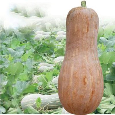 CYBEXIS Gourd Sweet Long Pumpkin Squash Seeds 100 Seeds Seed(100 per packet)