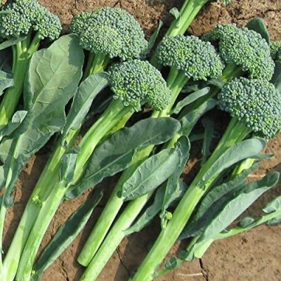 Qualtivate ICRA-4A Artwork Hybrid Broccoli Seeds Seed(300 per packet)