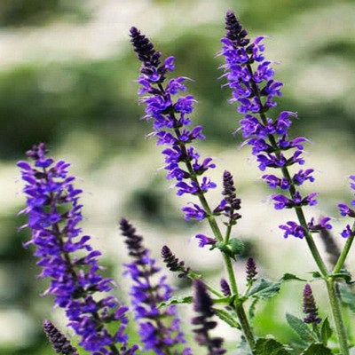 Qualtivate PUAS-8A Garden Sage-Salvia Officinalis Seed(100 per packet)