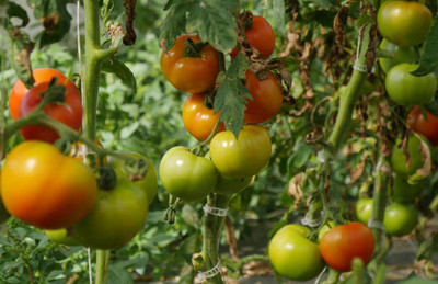 dorvik collections tomato Seed(130 per packet)