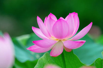 MOTREX lotus,kamal gatta Seed(11 per packet)