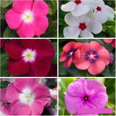 the green dotcom Vinca flower seeds Seed(25 per packet)