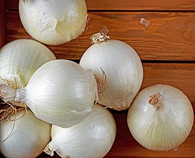 Qualtivate PUAS-1A Onion White Vegetable Seeds Seed(500 per packet)