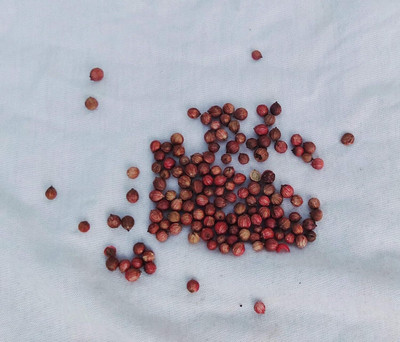 the green dotcom CORIANDER , HARA DHANIYA Seed(150 per packet)
