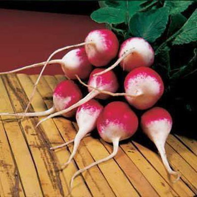 VibeX LXI-39 - Sparkler Radish Delightful Two-Toned - (750 Seeds) Seed(750 per packet)