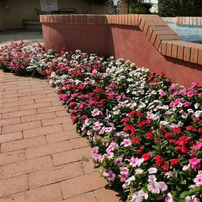 Aywal Vinca Dwarf Mixed Flower Seed(30 per packet)