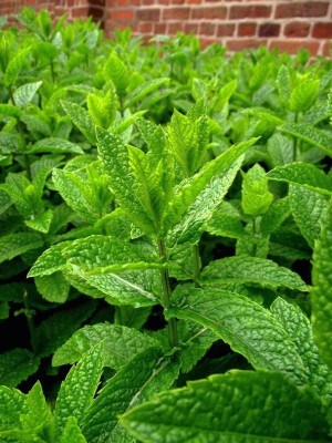 FOURGANIC Peppermint Mentha pipertia Seed(250 per packet)