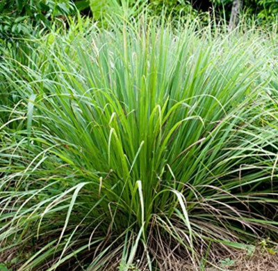 Aywal Lemon Grass (Hybrid) Seed(65 per packet)