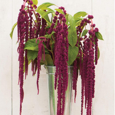 Epazo Amaranthus Burgundy Red/ Dark Green Flower Seed(18 per packet)