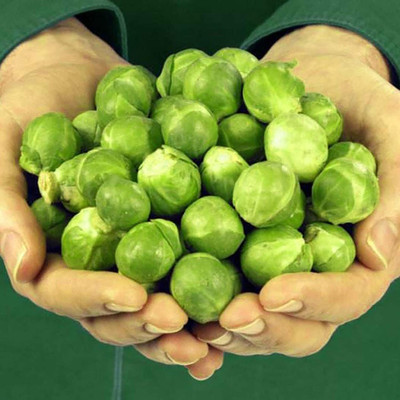 CYBEXIS Fast Germination Brussels Sprout Seeds2000 Seeds Seed(2000 per packet)