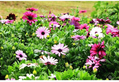XOLDA Exotic cineraria Seed(12 per packet)