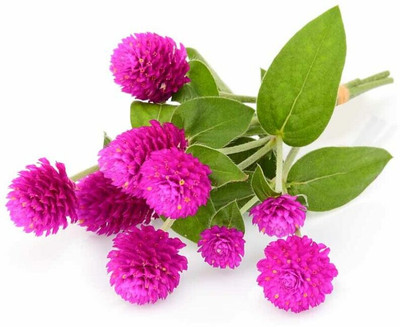 XOLDA Exotic gomphrena Seed(21 per packet)