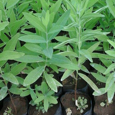 Seedsqlty white chandan seeds Seed(18 per packet)
